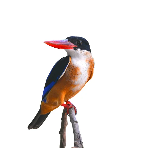 Siyah şapkalı kingfisher kuş — Stok fotoğraf