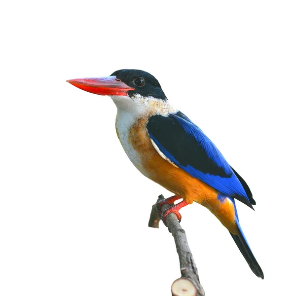 Pássaro Kingfisher de capa preta — Fotografia de Stock