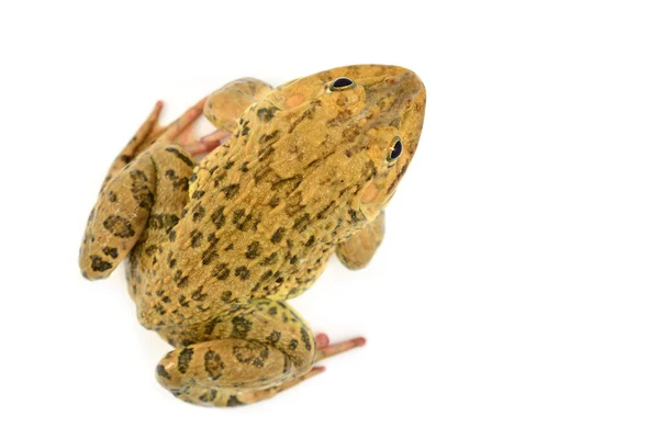 Frosch — Stockfoto