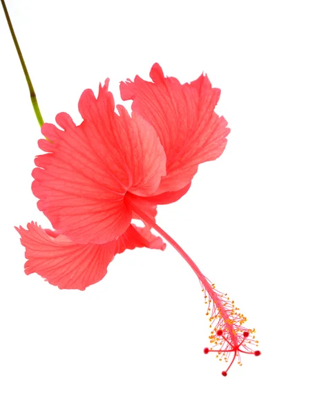 Röd hibiscus blomma — Stockfoto