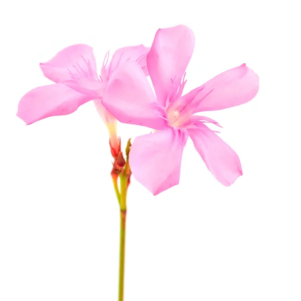 Oleander flower — Stock Photo, Image