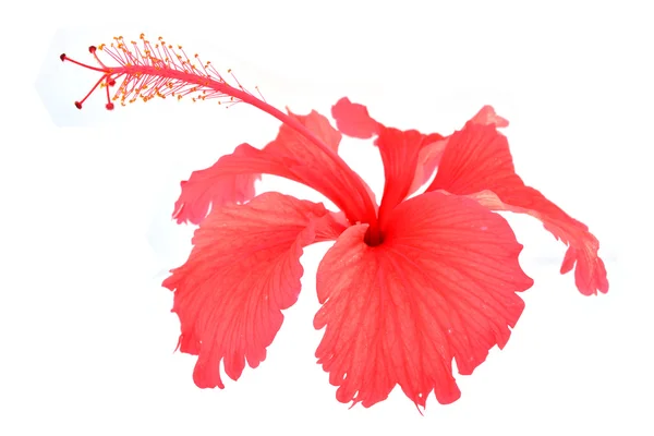 Red hibiscus flower — Stock Photo, Image