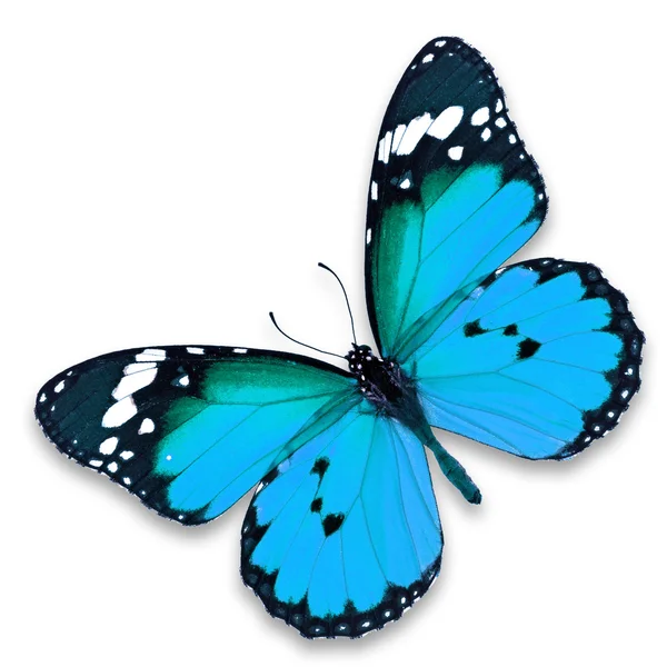 Mariposa azul — Foto de Stock