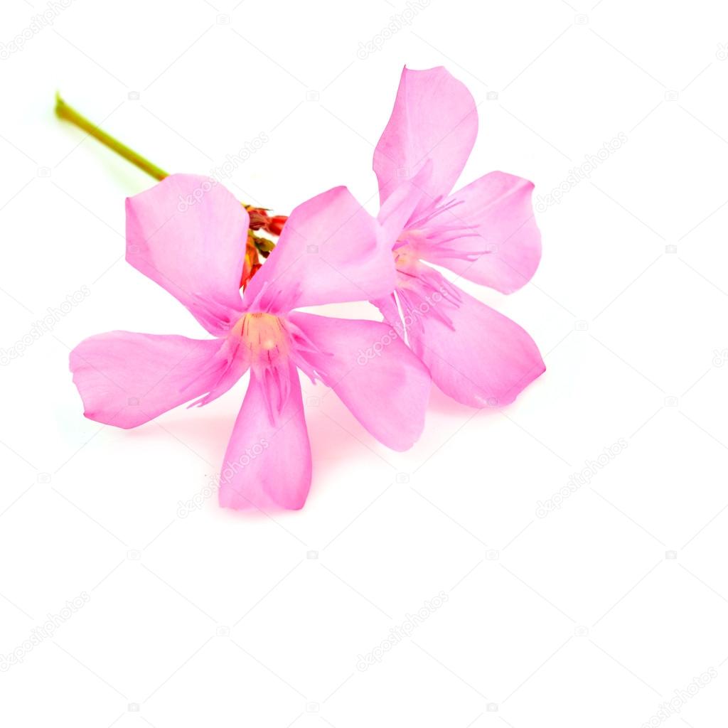 oleander flower