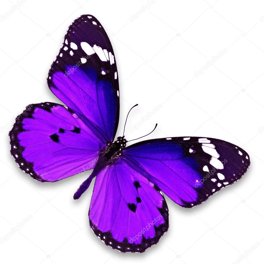紫色蝴蝶——图库图片© thawats #58237981