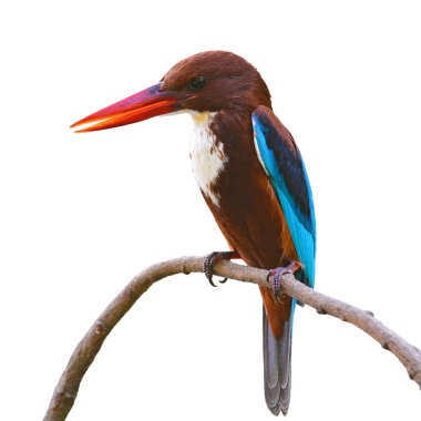 Beyaz boğazlı kingfisher kuş