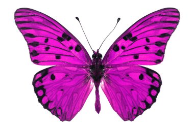 pembe kelebek