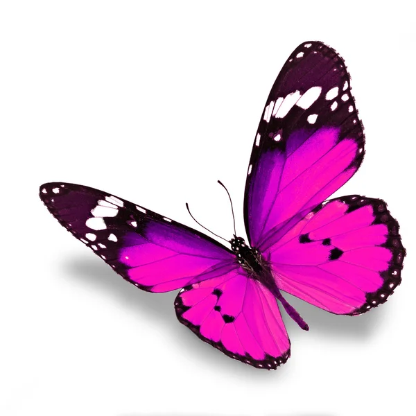 Farfalla rosa — Foto Stock