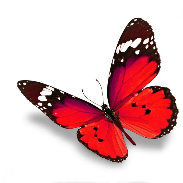 Red butterfly Stock Photo by ©thawats 37806265
