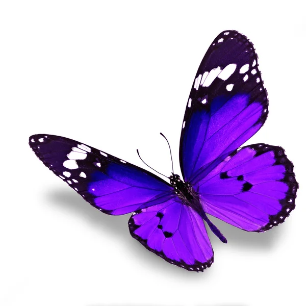 Purple butterfly — Stock Photo, Image