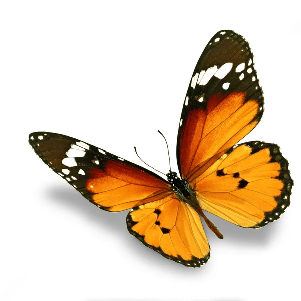 オレンジ色の蝶 — ストック写真