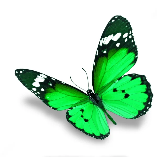 Green butterfly — Stock Photo, Image