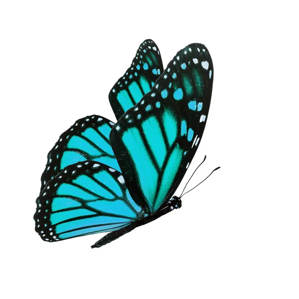 Mariposa azul — Foto de Stock