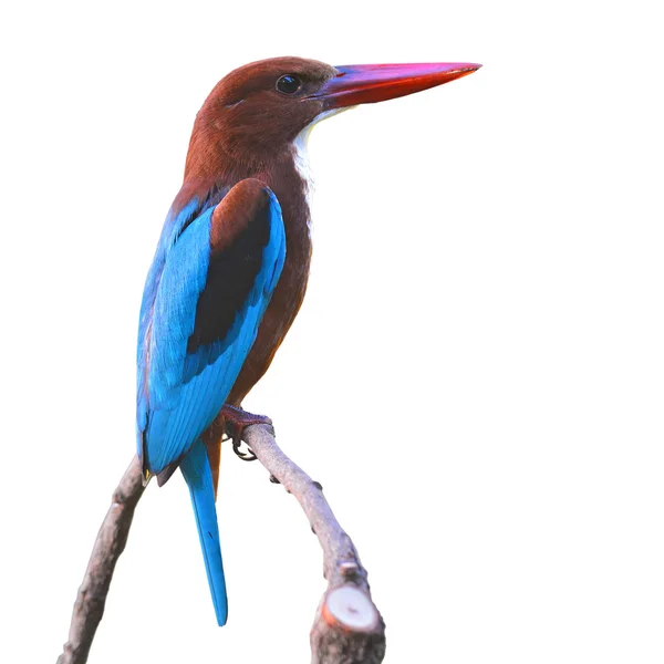 White-throated Kingfisher bird — Stock Photo, Image