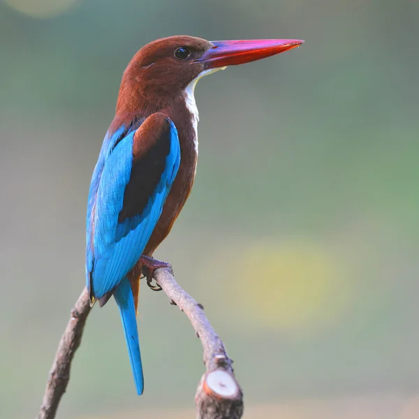 Pájaro pescador real de garganta blanca — Foto de Stock