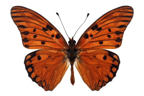 Mariposa naranja — Foto de Stock