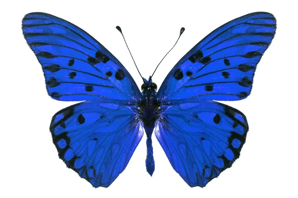 Blue butterfly — Stock Photo, Image