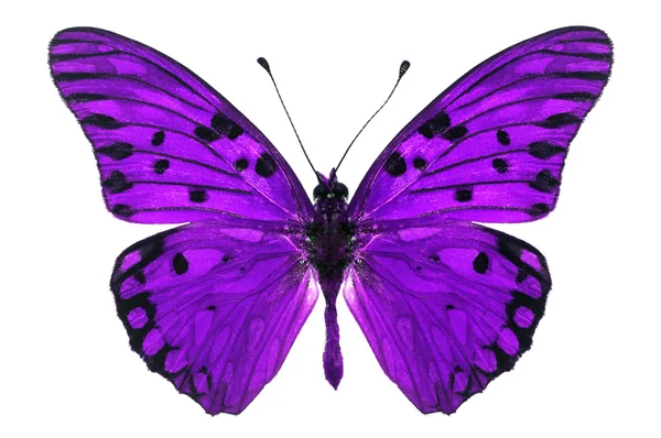 Lila pillangó — Stock Fotó