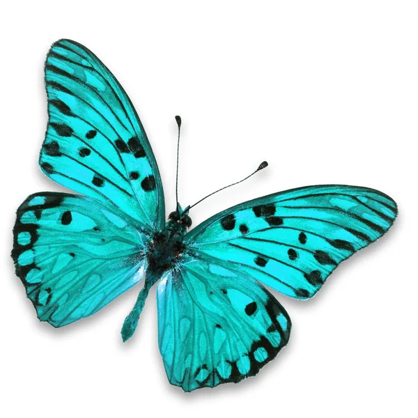 Blue butterfly Stock Photo by ©thawats 58237985