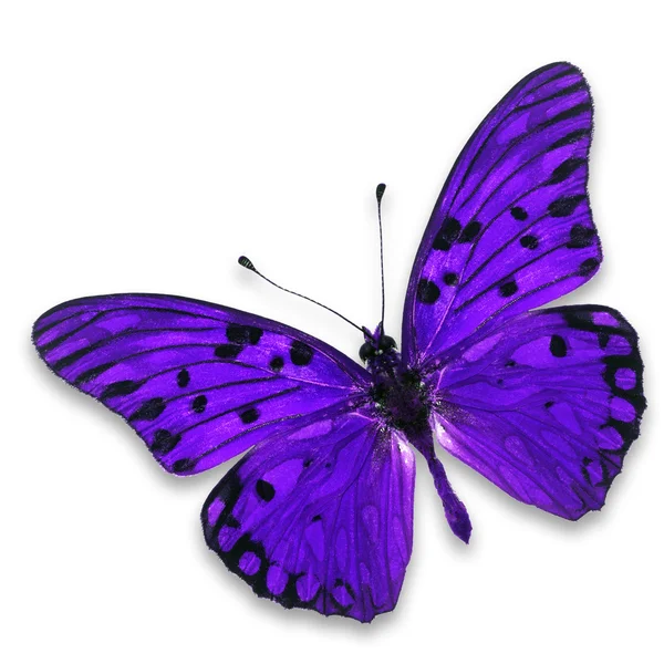 Purple butterfly — Stock Photo, Image