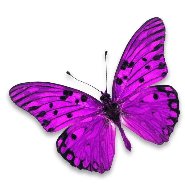 Mariposa rosa — Foto de Stock