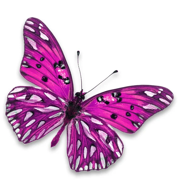 Pink butterfly — Stock Photo, Image