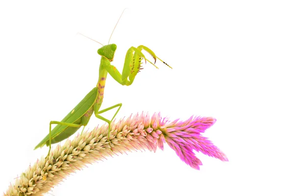 Grüne Gottesanbeterin — Stockfoto