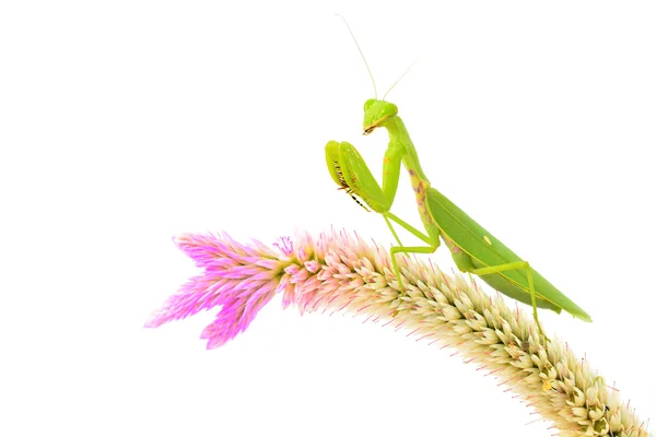 Grüne Gottesanbeterin — Stockfoto