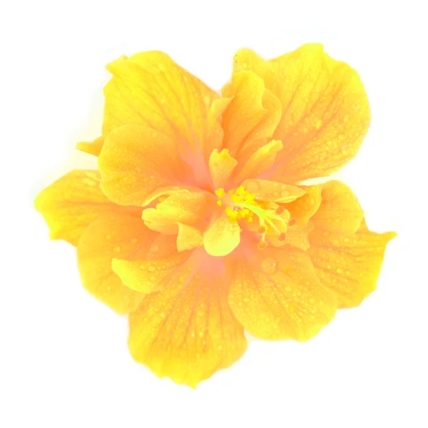 Yellow hibiscus flower — Stock Photo, Image