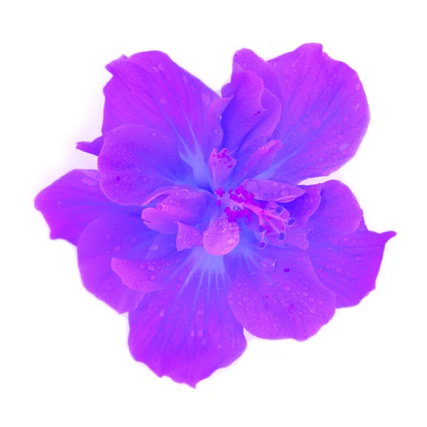 Fiore di ibisco viola — Foto Stock