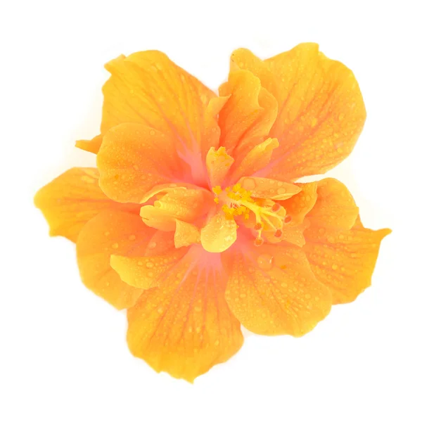Orange hibiscus blomma — Stockfoto