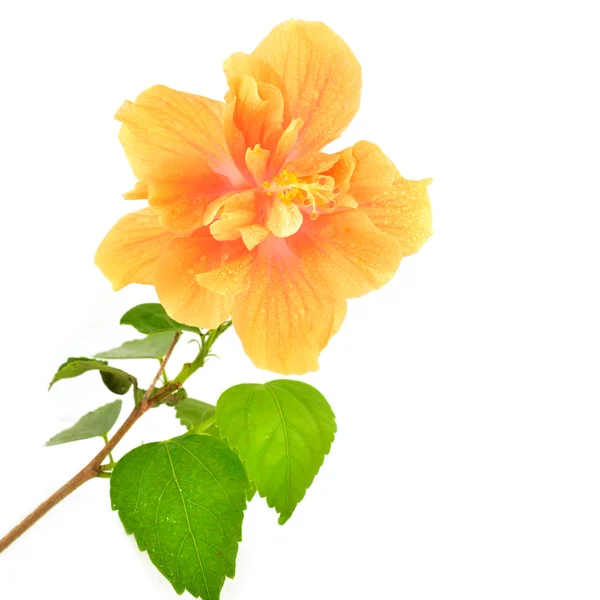 Orange hibiscus flower — Stock Photo, Image