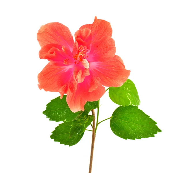 Röd hibiscus blomma — Stockfoto