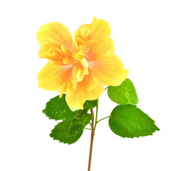 Gul hibiscus blomma — Stockfoto