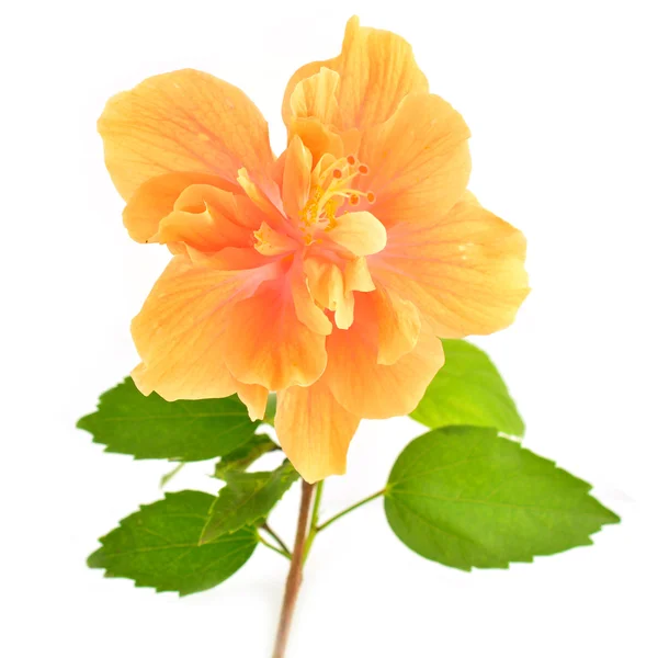 Orange hibiscus blomma — Stockfoto