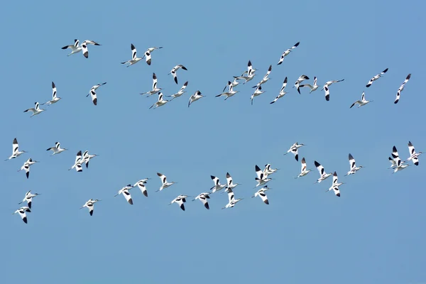 Pied Avocet Bird — Stock Photo, Image