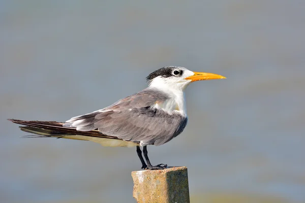 Grote Crested Stern — Stockfoto