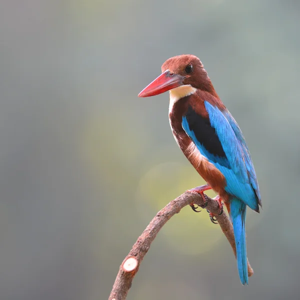 Pájaro pescador real de garganta blanca — Foto de Stock