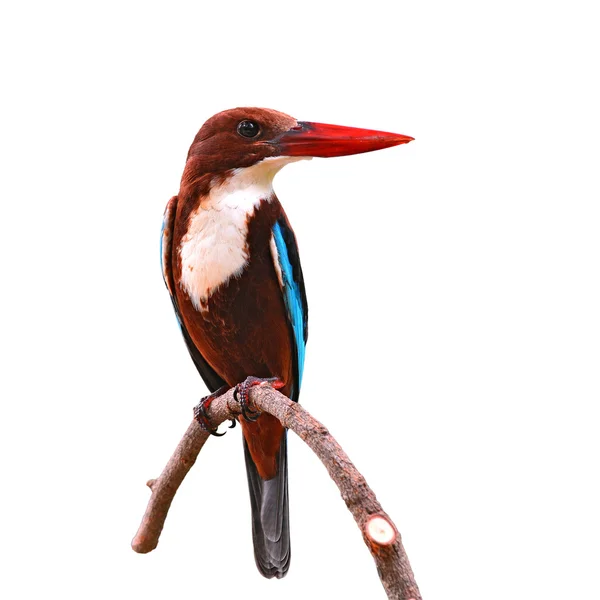 White-throated Kingfisher bird — Stock Photo, Image