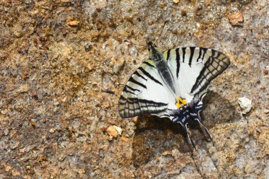 Gözlükler Swordtail kelebek