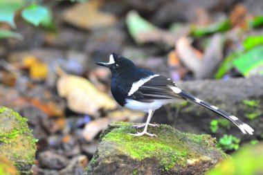 Beyaz tepeli Forktail kuş