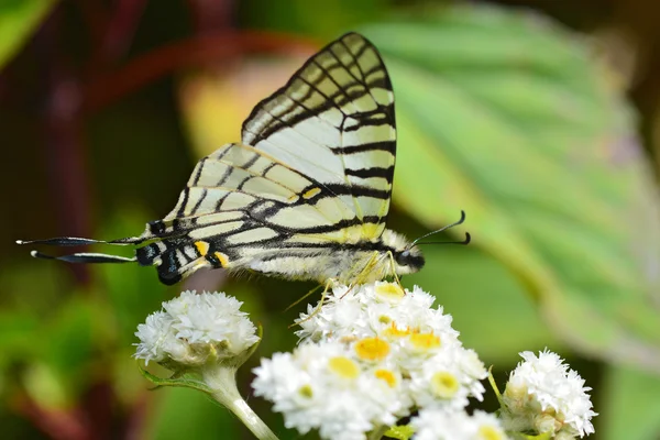 Gözlükler Swordtail kelebek — Stok fotoğraf