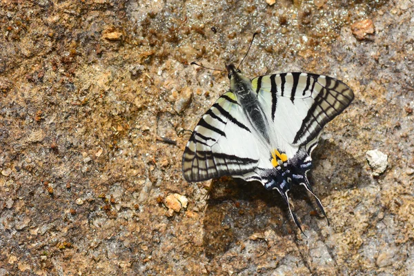 Bril Swordtail vlinder — Stockfoto