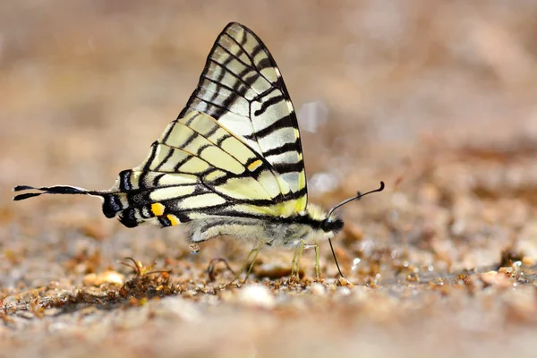 Spectacles Swordtail butterfly — Stock Photo, Image