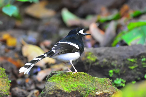 White-gekroond Forktail vogel — Stockfoto