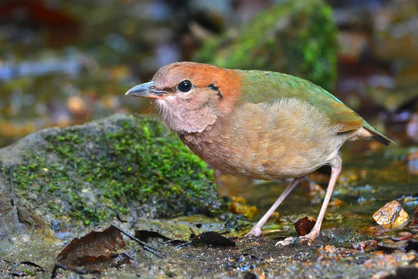 Uccello pitta arrugginito — Foto Stock