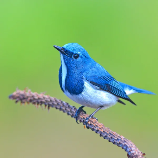 Ultramarine sinekkapan kuş — Stok fotoğraf