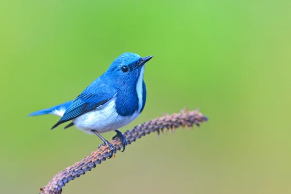 Ultramarine flycatcher bird — Stock Photo, Image