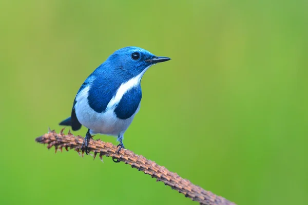 Ultramarine Flycatcher uccello — Foto Stock