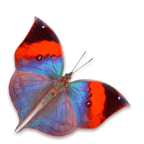 Красочная бабочка — стоковое фото